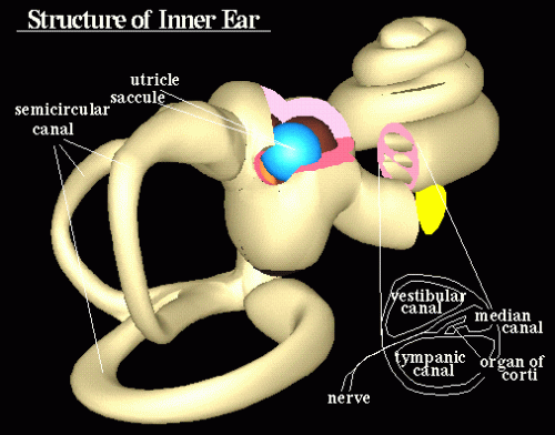 cochlea.gif